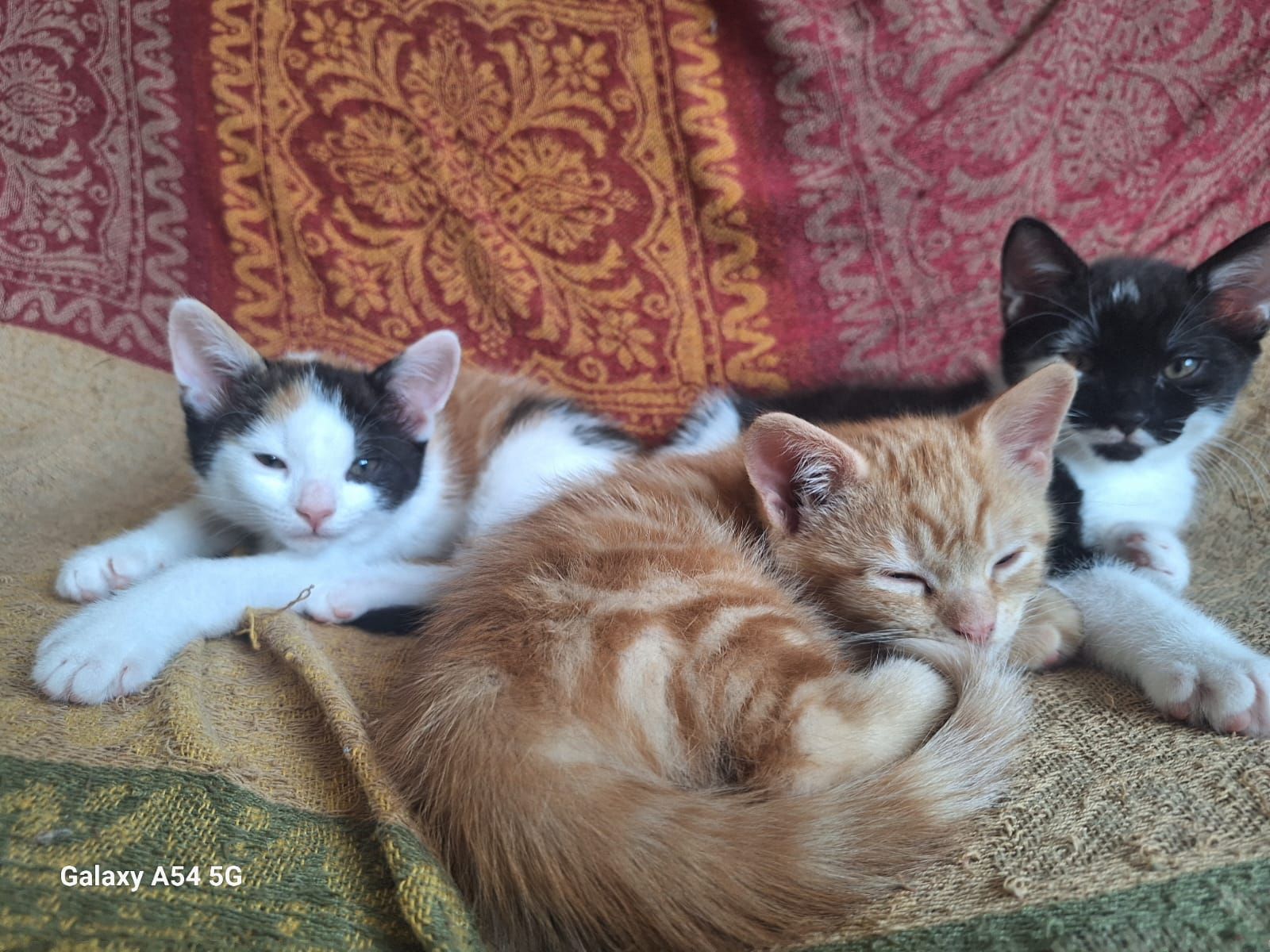 Kittens