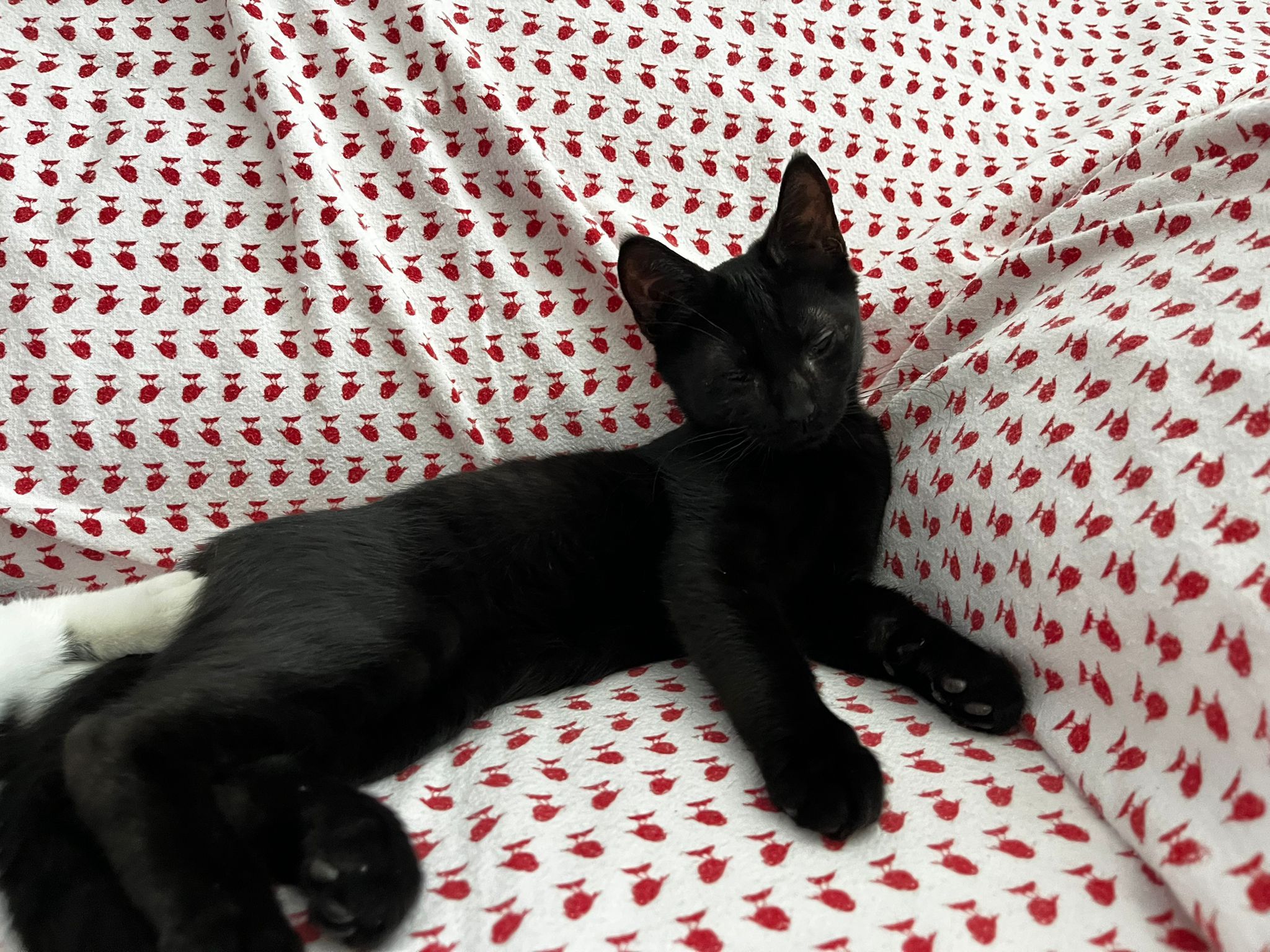 Taro