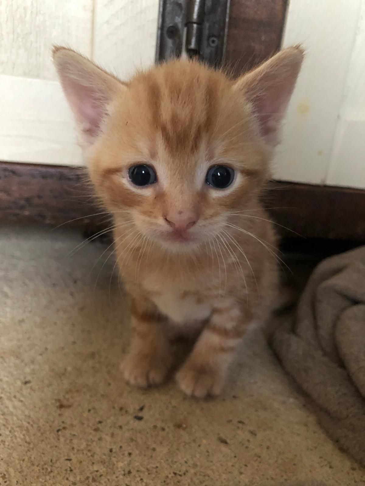 Kittens