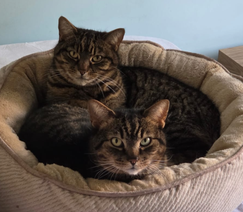 Milo and Trooper