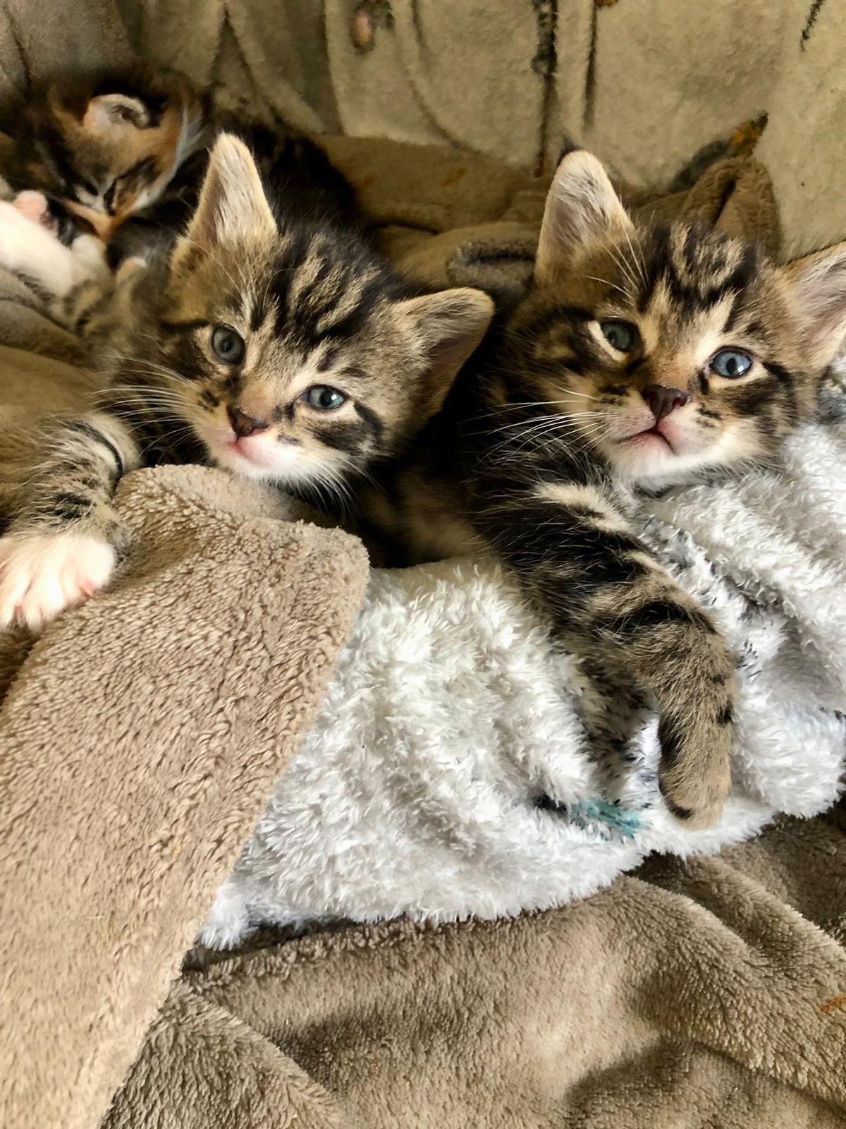 Kittens