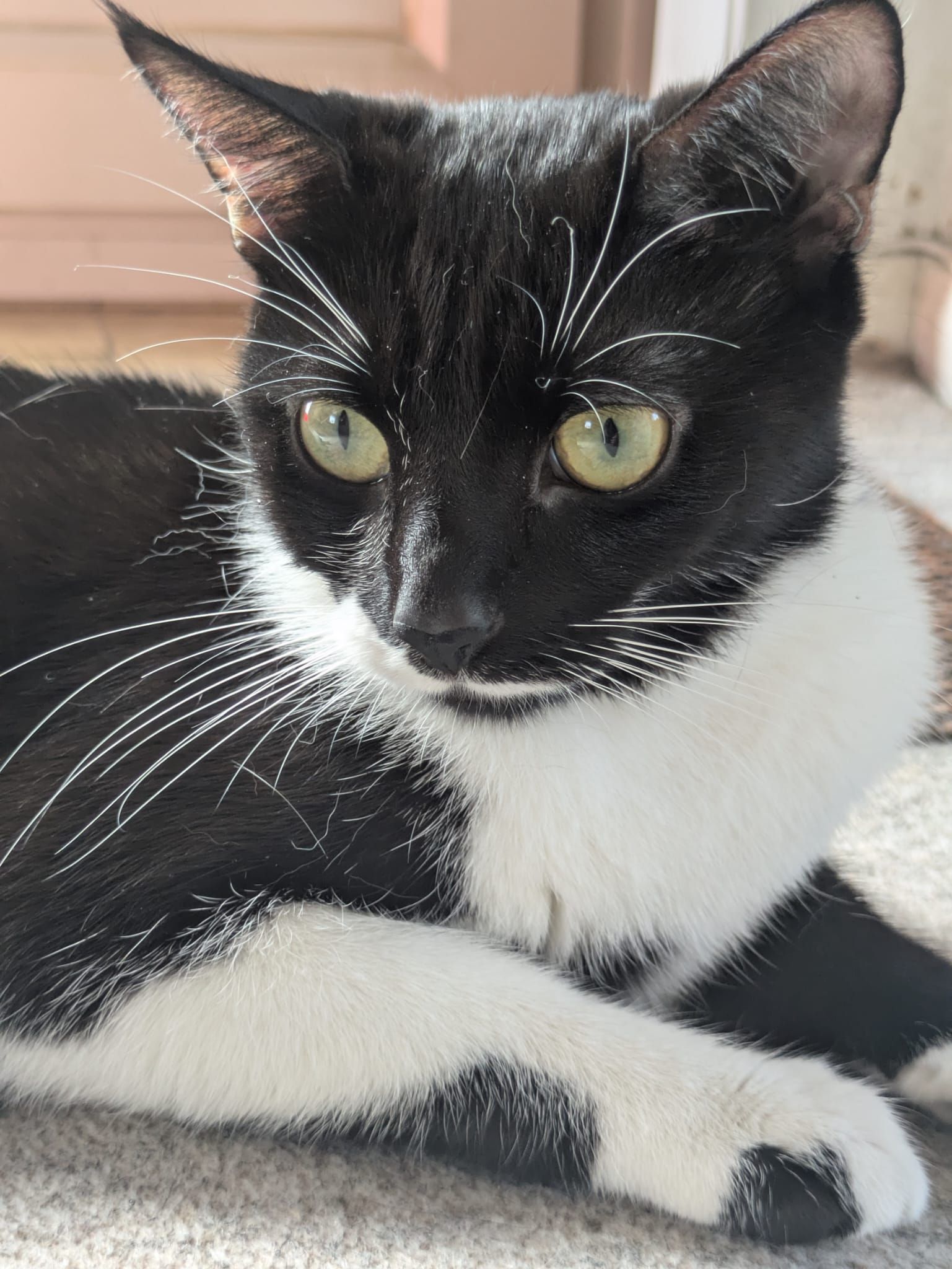 Mittens